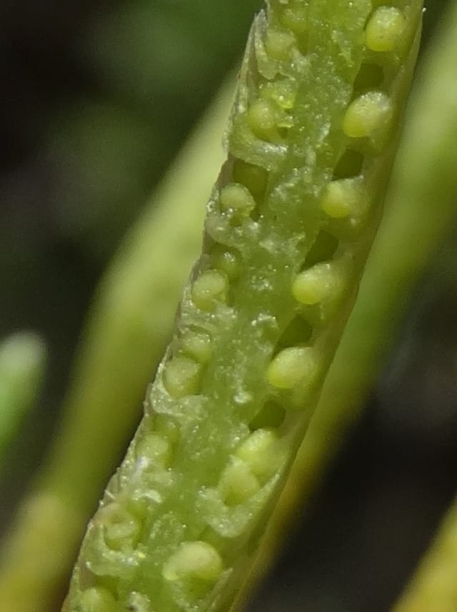 Lycopodiella, Munzinger, J 7414--New Caledonia. Mont Dzumac. 12 Nov 2015. DSC01563 (62).JPG