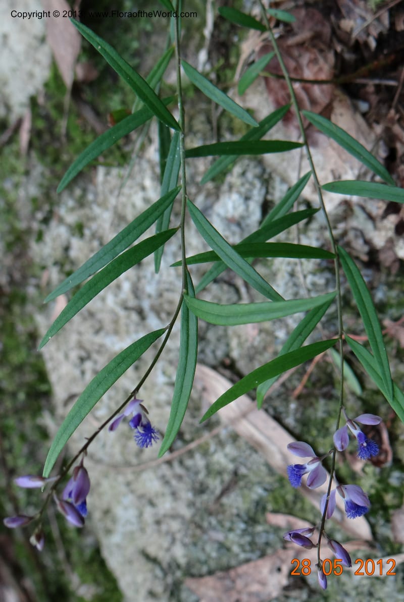 Polygala honkongensis stenophylla, Li Pan 1205288--China, Zhejiang, Shunxi, 28 May 2012  (3).JPG
