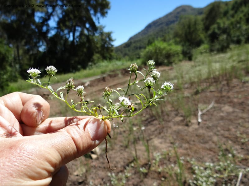 Valeriana, WDS 34165--Chile. P.N. Sieta Tazas. 21 Feb 2013. DSC02254 (63).JPG