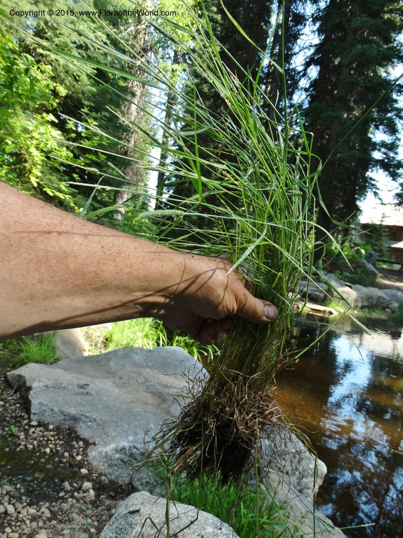 Alopecurus aequalis, Davidson, C 12610--Idaho. Valley Co. Payette Lake. Sylvan Cr. 20 Jul 2014. DSC00669 (113).JPG