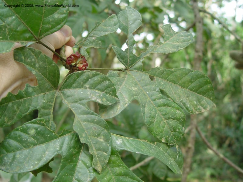 Cola milanii--Ghana. Aburi Botanic Garden. 14 Dec 03. 122.jpg
