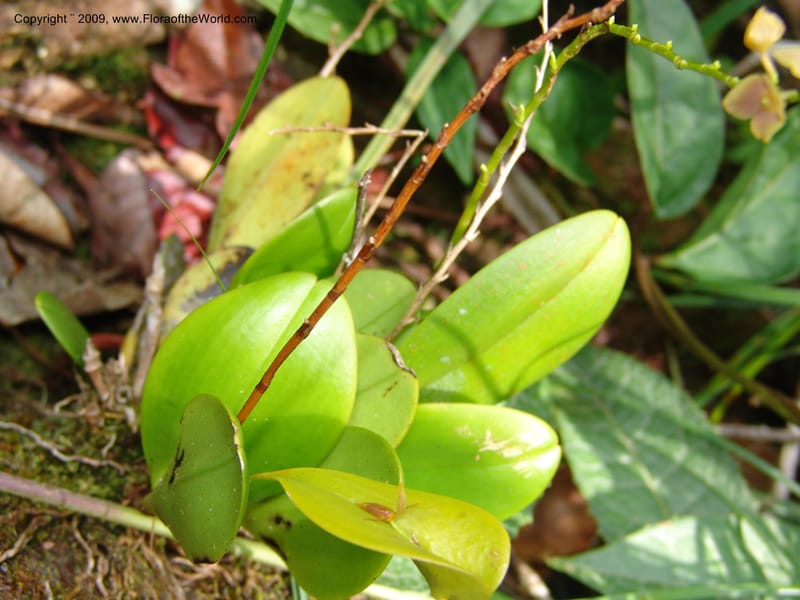 Stelis, DNeill15933--Ecuador. Prv. Zam. Ch. C del Condor. Wawaime plot. 22 Sep 07. 331.jpg