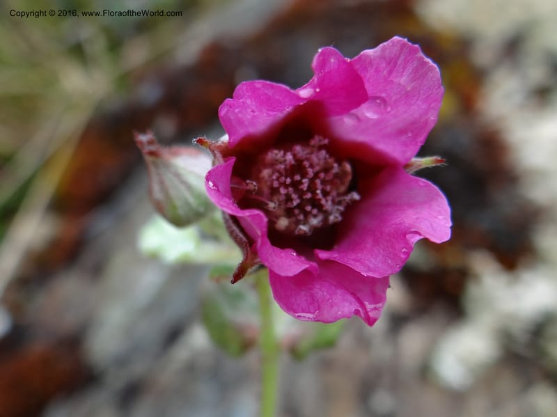 Rubus, Ulloa, C 2384--Ecuador. Azuay. Matanga. 2 Oct 2012. DSC06351 (315).JPG