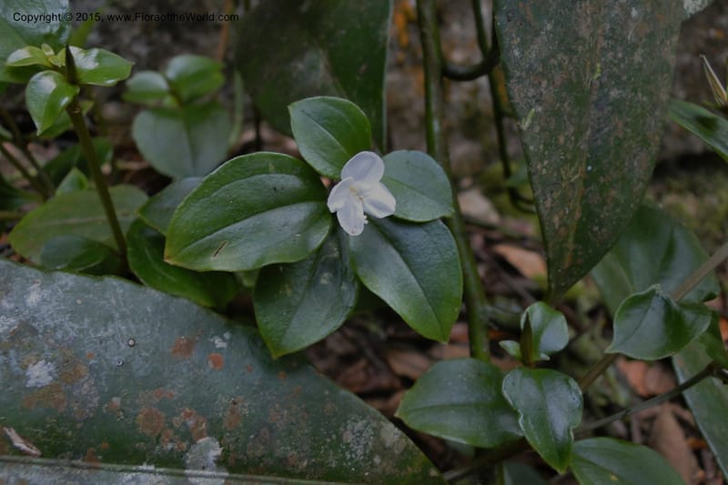 Canscora, Regalado 1893--Viet Nam. Hon Ba Nature Res. 12 May 2011. 185 (4).jpg