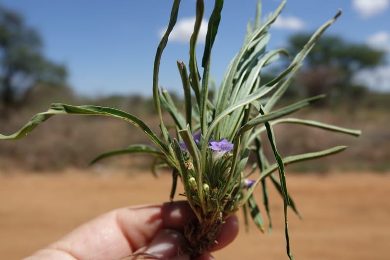 Aptosemum lineare, L. Nanyeni 1168--Namibia. Hwy B1, rest stop at odom 161. 16 Mar 2018. DSC01241 (28).JPG