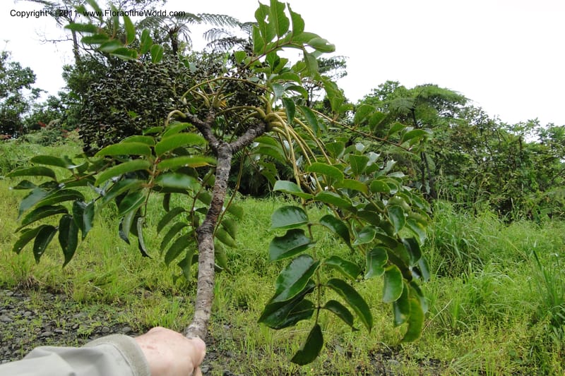 Polyscias joskei, M. Tuiwawa 4927--Fiji. Area of Monasavu Dam I. 9 Feb 2011. 402 (47).jpg