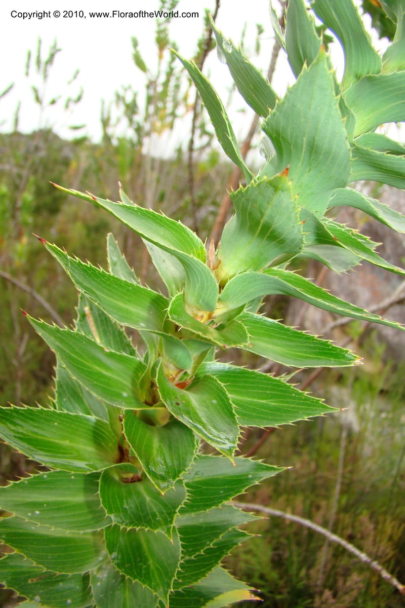 Cliffortia, C. Davidson 11489--South Africa. Marloth Nat. Res. Langeberg Mts. 22 Aug 09. 158 (5).jpg