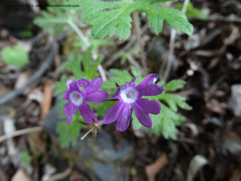 Primula polyneura, Boufford, D 43609--China. Sichuan. ShaShiDuo. 8 May 2014. DSC04232 (94).JPG