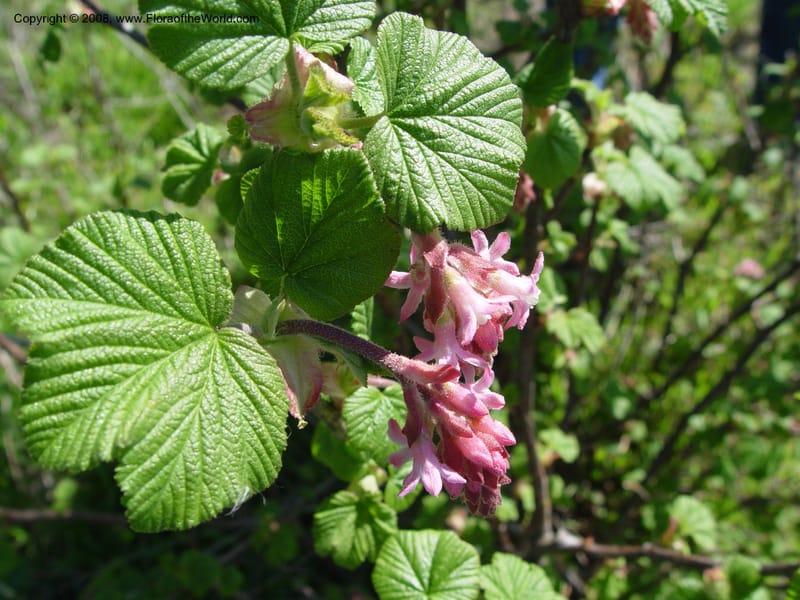 Ribes sanguineum v. glutinosum--CA. Alameda Co. Skyline Dr. just N of Huckleberry Bot. Reg. Pres. 11 Feb 04. 076.jpg