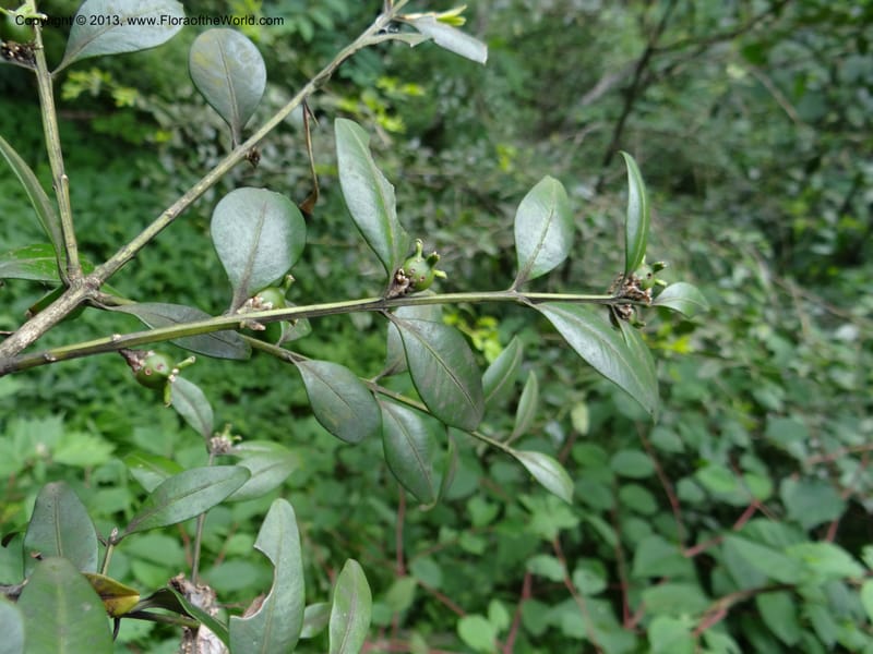 Buxus sinica var. aemulans, Davidson, C 12044--China. Anhui Prov. Huang Shan. 8 Jun 2012. DSC02431 (155).JPG