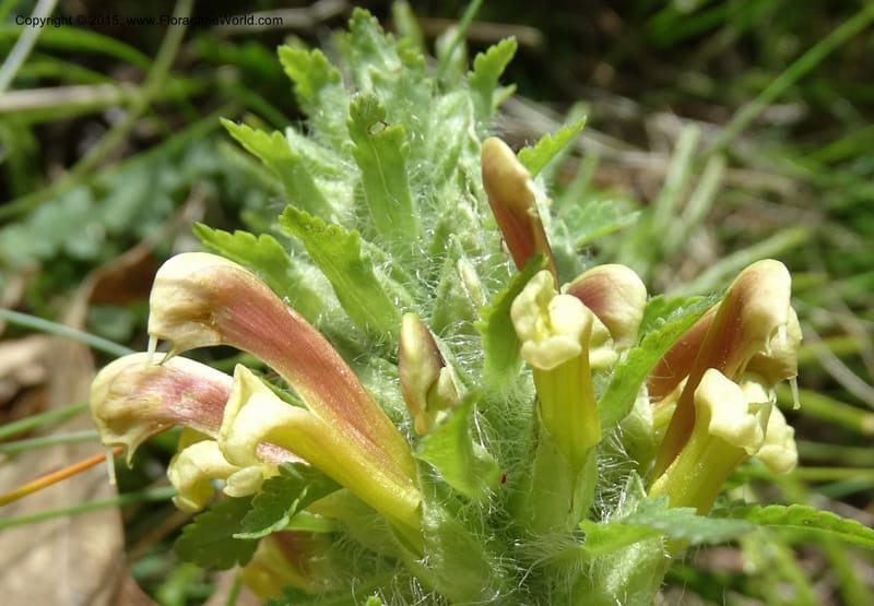 Pedicularis canadensis, Davidson, C 12963--North Carolina. Trans. Co. NC 215 and BRP. 12 May 2015. DSC04292 (64).JPG