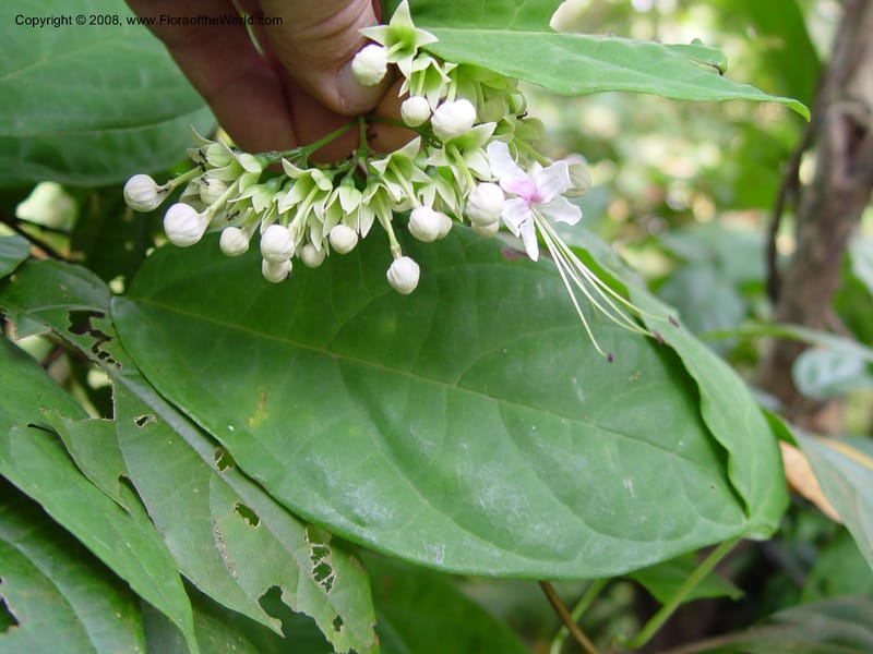 Clerodendrum umbellatum--Cameroon. Limbe Botanic Garden. 7 Dec 03. 031.jpg