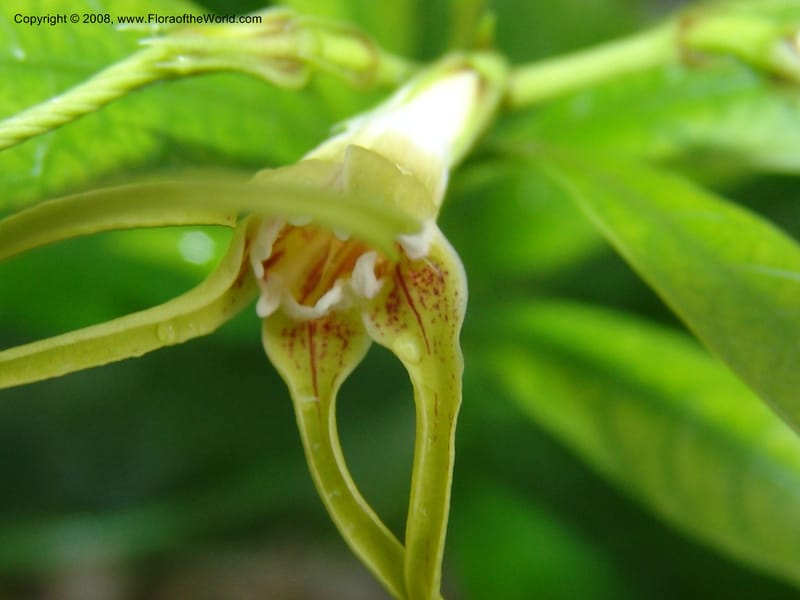 Strophanthus gratus--France. Nancy. Jard. Bot. Montet. 2 May 05. 048.jpg