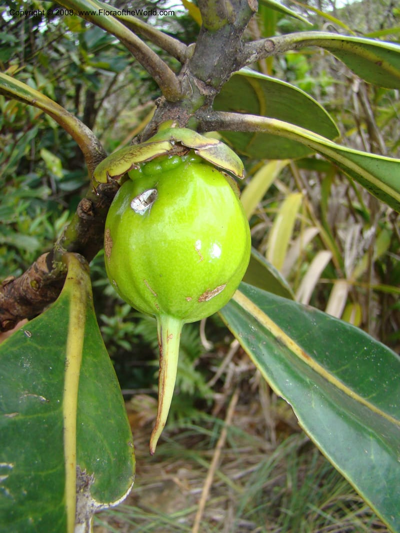 Strasburgeria robusta, JMunzinger4877--New Caledonia. Monts Dzumac. 20 Nov 07. 113.jpg