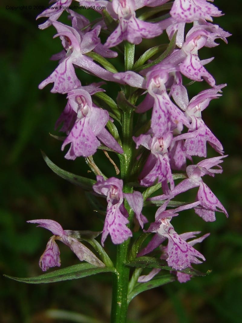 Dactylorhiza euxina--Georgia. Borjomi-Kharagauli Nat. Pk. 8  Jun 05. 129.jpg
