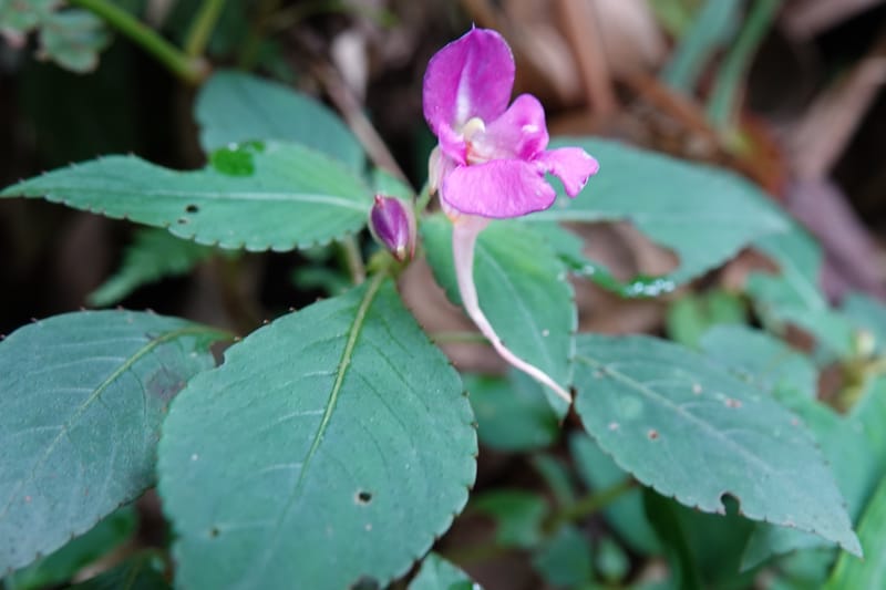 Impatiens bannaensis, D. Boufford 44157--China. Yunnan. Bu Long Shan. 6 May 2018. DSC02824 (275).JPG