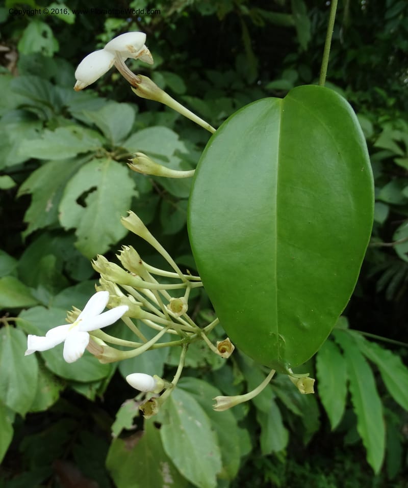 Jasminum, Davidson, C 12689--Sabah. Danum Valley RF Lodge. 5 Oct 2014. DSC02220 (282).JPG