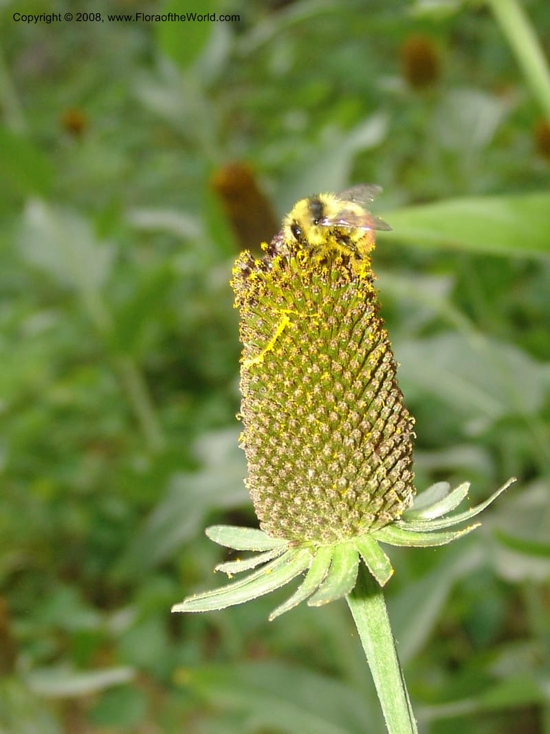 Rudbeckia occidentalis, CDavidson11111--ID. Adams Co. For. Serv. Rd. 453, to Goose Lk. 20 Jul 07. 099.jpg