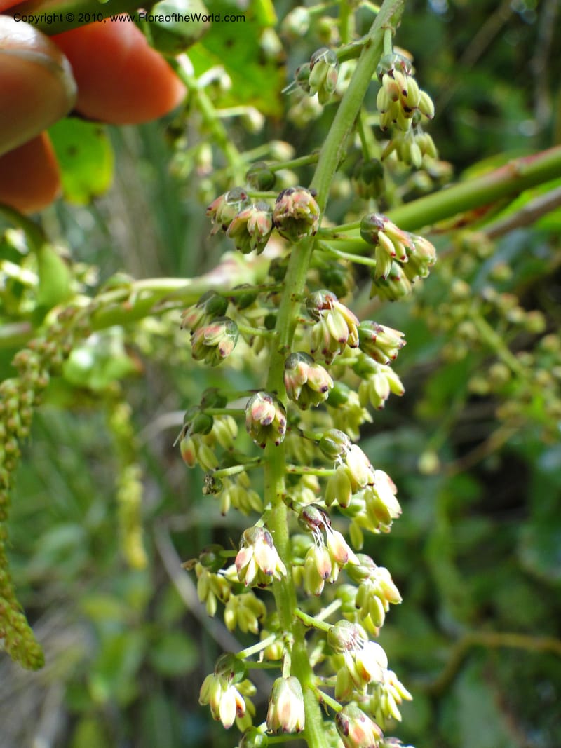Coriaria arborea, C. Gemmill 731--New Zealand. N. Island. Mt. Te Aroha. 13 Jan 2010. 250 (11).JPG