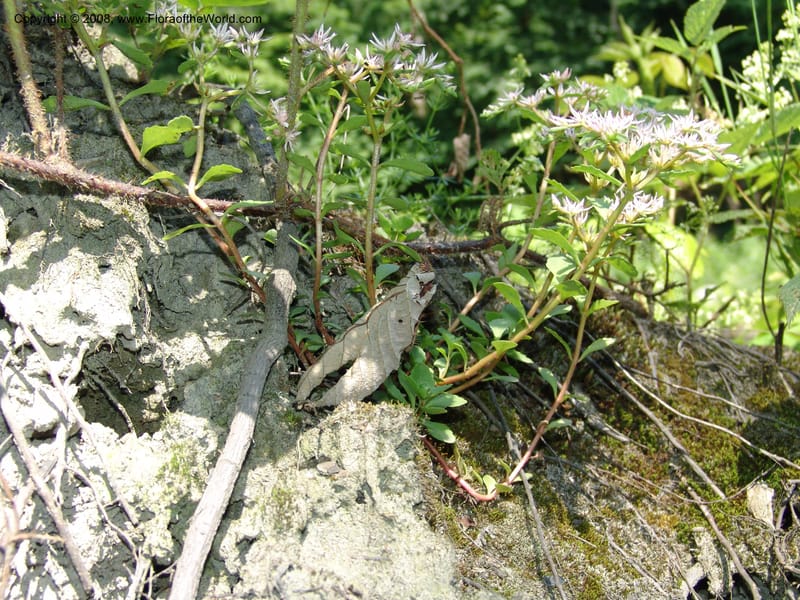 Sedum stoloniferum--Georgia. Lagodekhi  Forest Reserve. 11 Jun 05. 172.jpg