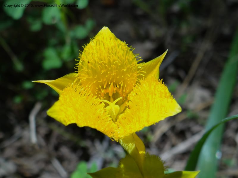 Calochortus monophyllus, Davidson, C 12134--Calif. Nevada Co. 19 Apr 2013.   (10).JPG