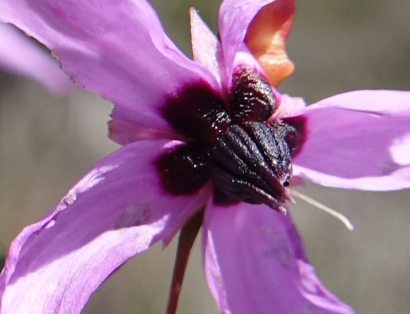 Tetratheca hirsuta subsp. viminea, Davidson, C 13375--Australia. W.A. Koondoola Bushland. 22 Oct 2016. DSC03457 (158).JPG