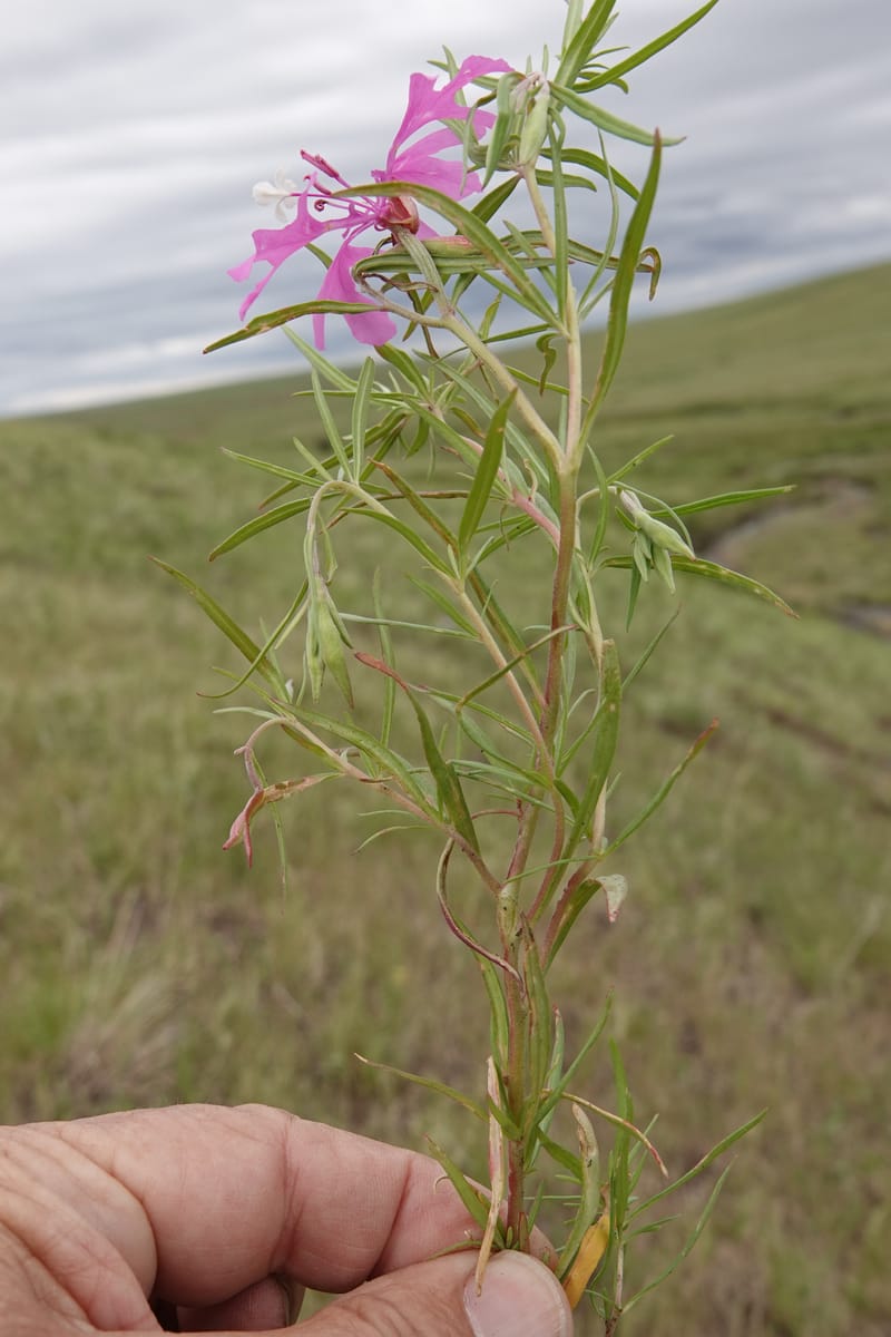 Clarkia pulchella, C. Davidson 13768--Oregon. Wallowa Co. Upper Camp Creek Canyon. 4 Jun 2018. DSC04733 (67).JPG