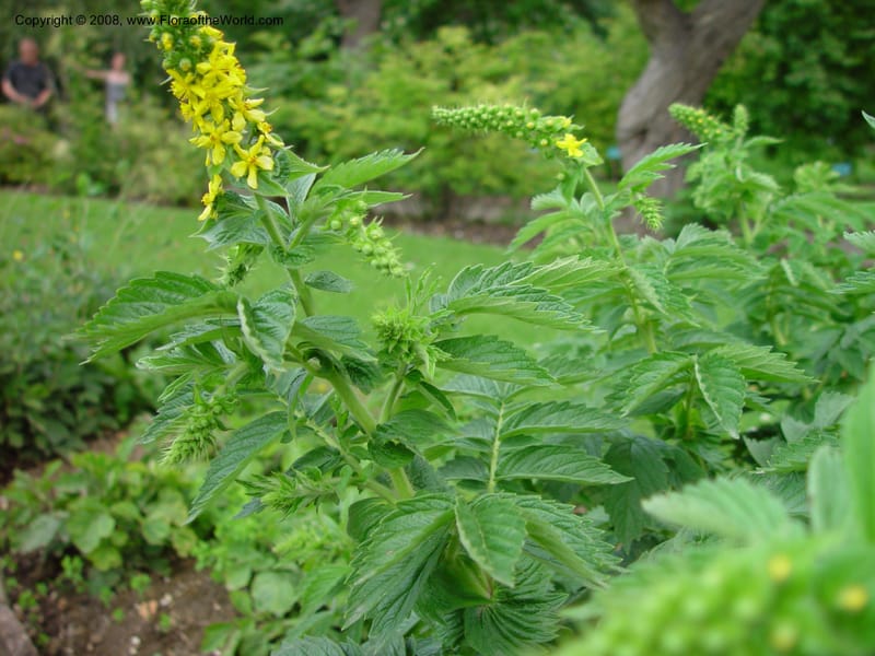 Agrimonia procera--France. Paris. Jardin des Plantes. 30 May 03. 047.jpg