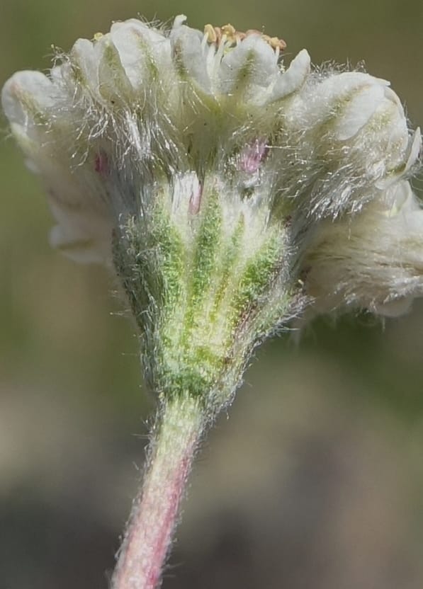 Eriogonum thymoides, C. Davidson 13549--ID. Blaine Co. Rock Creek Preserve. TNC. 13 May 2017. DSC00171 (183).JPG