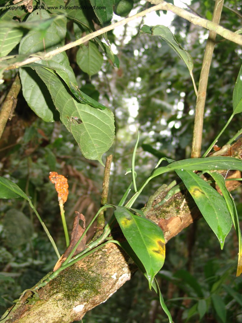 Monstera obliqua, AAraujoM3083--Bolivia. Pq. Nal. Madidi. Chalalan, Sendero Jaguar. 24 Sep 06.  240.jpg