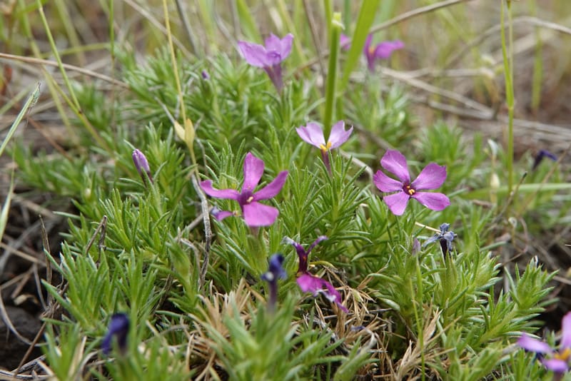 Phlox condensata, C. Davidson 13762--Oregon. Wallowa Co. Zumwalt.Trail Cr. Rd. 4 Jun 2018. DSC04078 (517).JPG