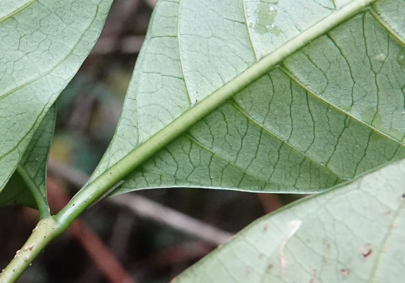 Tabernanthe iboga, C. Davidson 13949--Gabon. Mondah. Arb Raponda Walker. 4 Nov 2018. DSC01949 (86).JPG