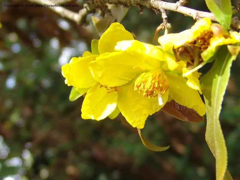 Ochna holstii--Kenya. Limuru.  Barry Cameron's Garden. 12 Jul 04. 010.jpg