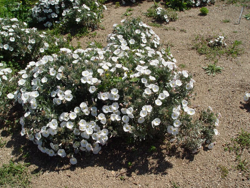 Convolvulus cneorum, 2003.0375--Spain. Barcelona Botanic Garden. 21 Apr 04. 085.jpg