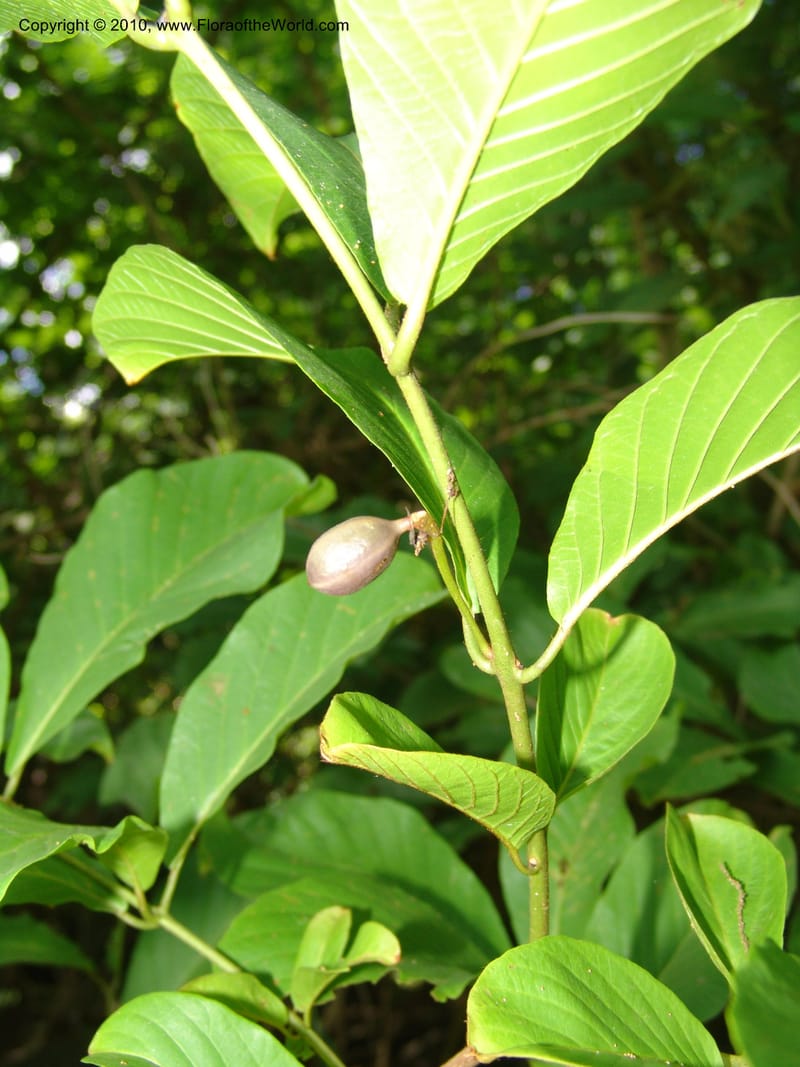 Combretum, R. Gereau 6806--Tanz. Ulanga Distr. Mbangayao Sch. 12 Feb 06.283 (1).jpg