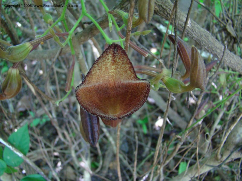 Aristolochia maxima, NMartinezM2422--MX. Chiapas. Jiquipilas. Cerro el Campanario. 14 Sep 08. 077.jpg