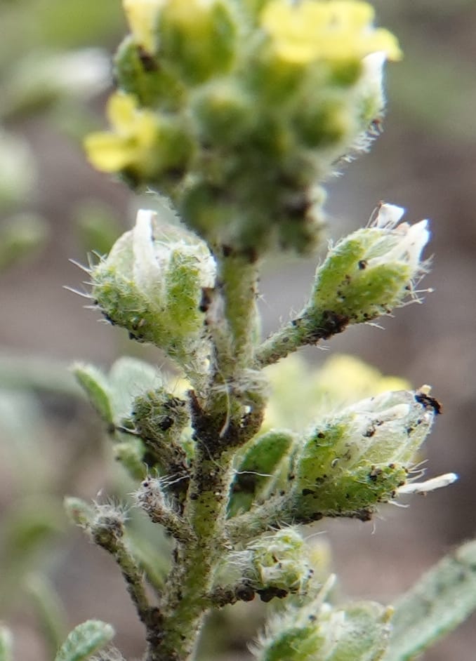 Alyssum alyssoides, C. Davidson 13754--Oregon. Wallowa Co. Zumwalt.Trail Cr. Rd. 4 Jun 2018. DSC04078 (149).JPG