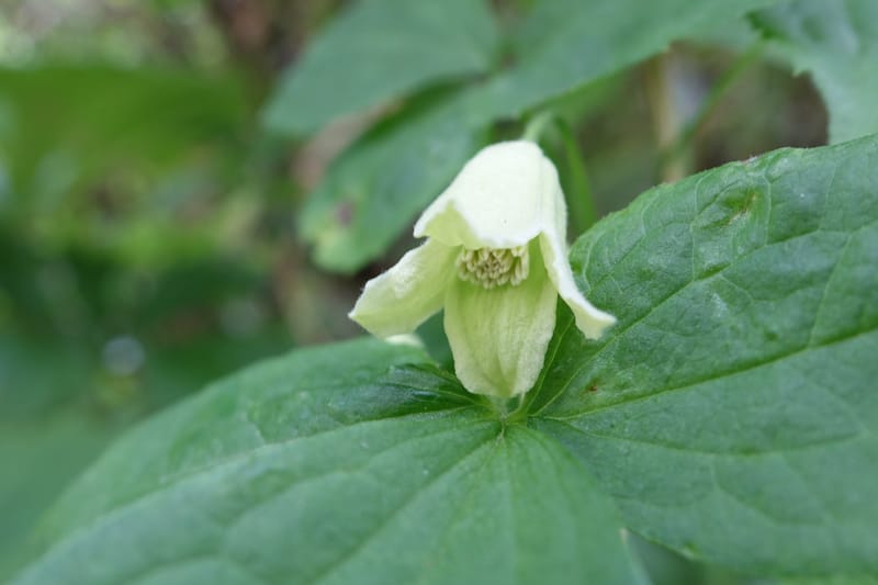 Clematis--Japan. Niigata. Miyoko-Togakushi N. P. Tsubame. 25 May 2016. DSC04209 (134).JPG