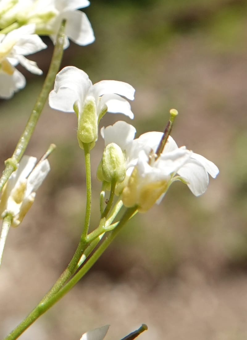 Arabis nuttallii, C. Davidson 14036--ID, Valley Co. Elkl Summit. 18 July 2019. DSC00995 (40).JPG