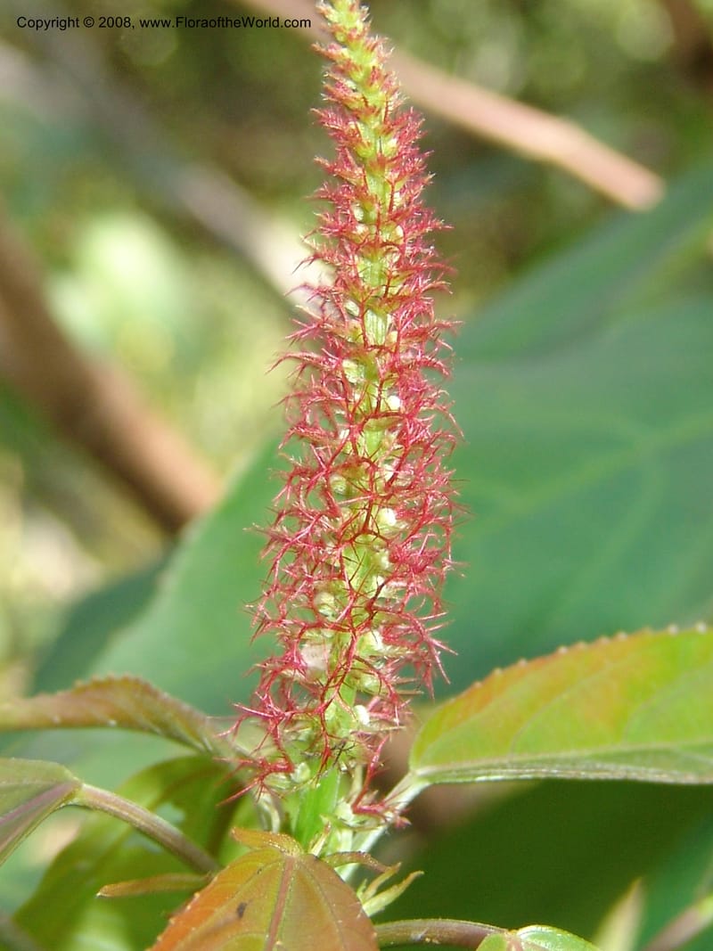 Acalypha, AAraujoM2958--Bolivia. N of Apolo. Rio Machariapu-Rio Tigre Mayu. 18 Sep 06.  178.jpg