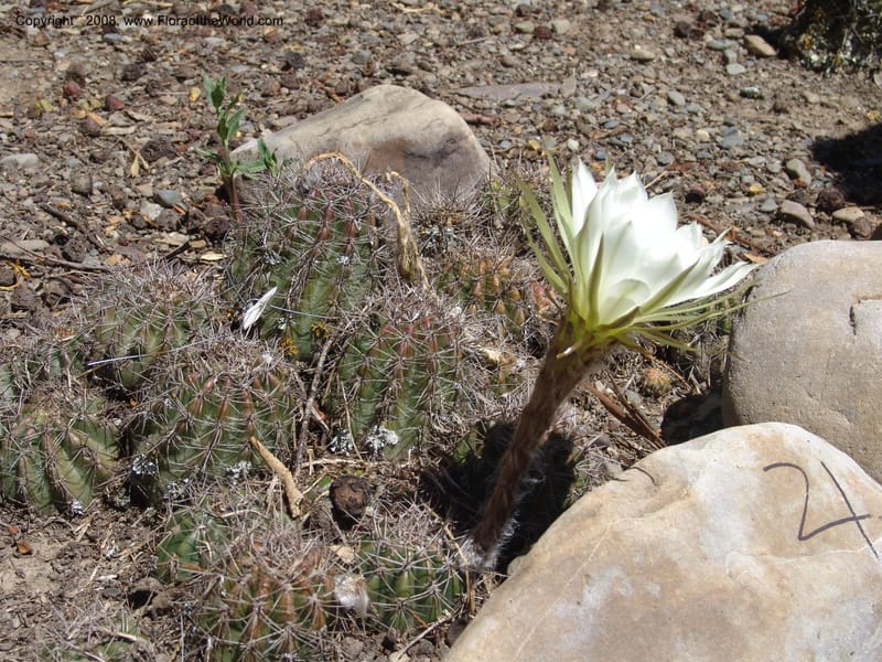 Trichocereus, nr. 1017--Bolivia. La Paz. Jardin Botanico La Paz. 3 Dec 04. 042.jpg