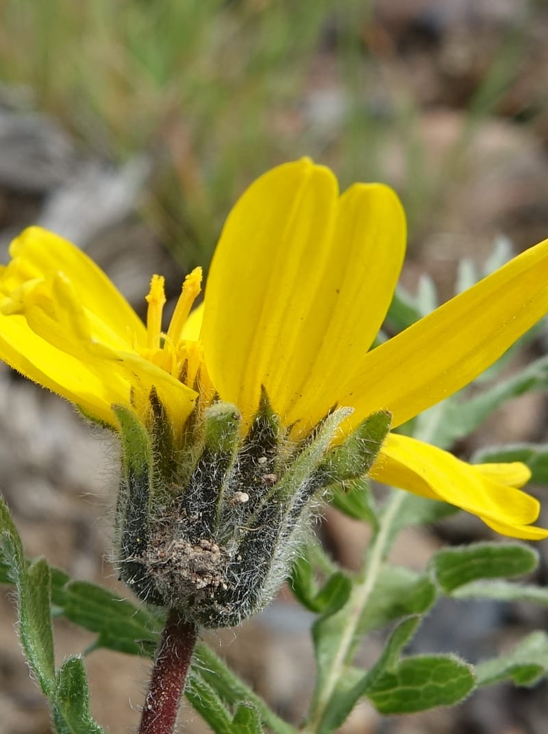 Balsamorhiza hookeri, C. Davidson 13555--ID. Blaine Co. Rock Creek Preserve. TNC. 13 May 2017. DSC00171 (294).JPG