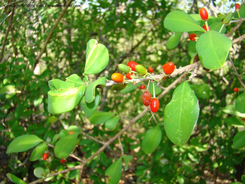Erythroxylum havanense--Costa Rica. Guanac. Palo Verde Biol. Sta. 6-7 Apr 08. 064.jpg