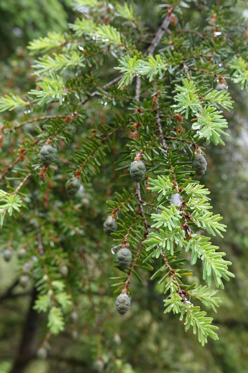 Tsuga chinensis, Tseng Yu-Hsin 1332--Taiwan. Taroko Nat. Park. Mt. Bilu Trail. 21 May 2016.  (171).JPG