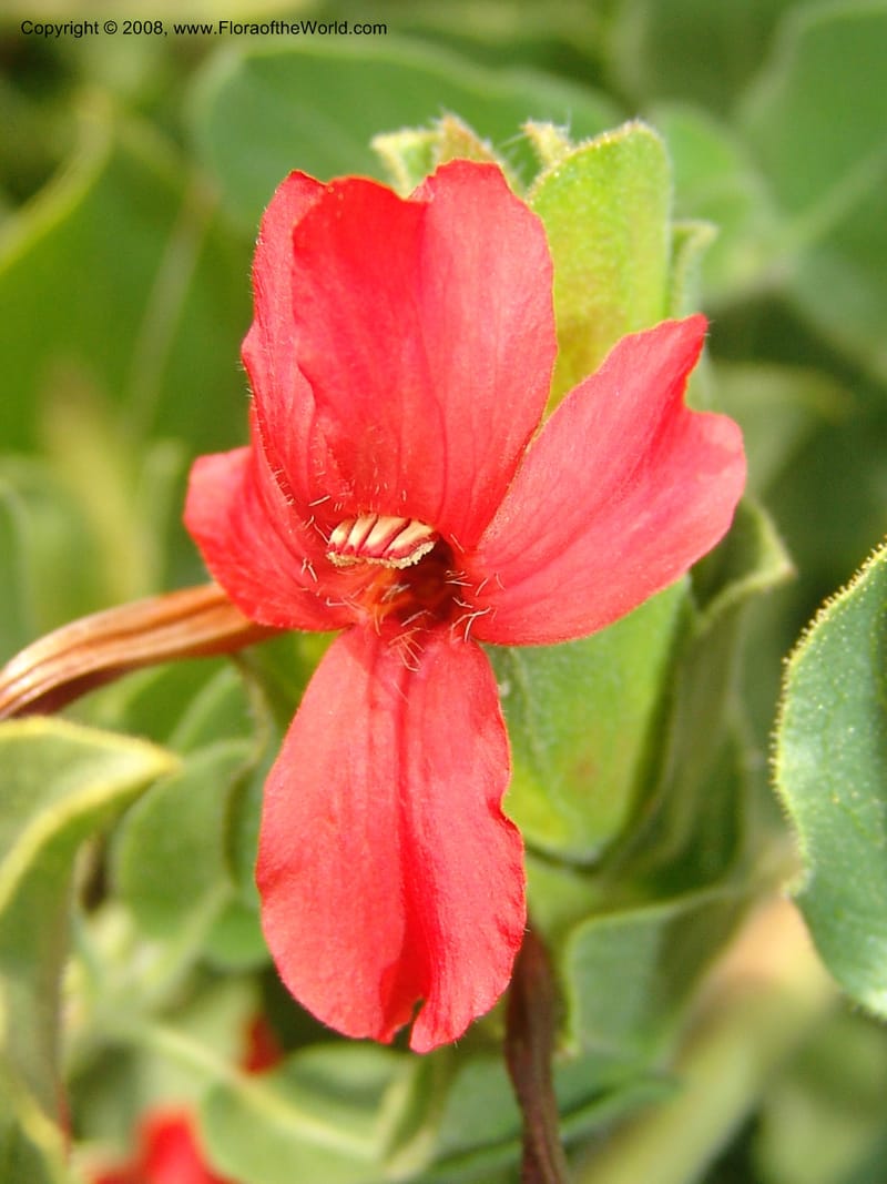 Petalidium bracteatum--So. Africa. Lowveld Nat. Bot. Gard. 14 Mch 05. 268.jpg