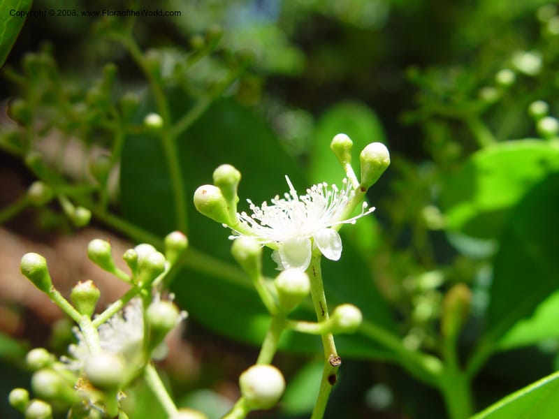 Pimenta racemosa--FL. Fairchild Tropical Gard. 6 Apr 03. 250.jpg