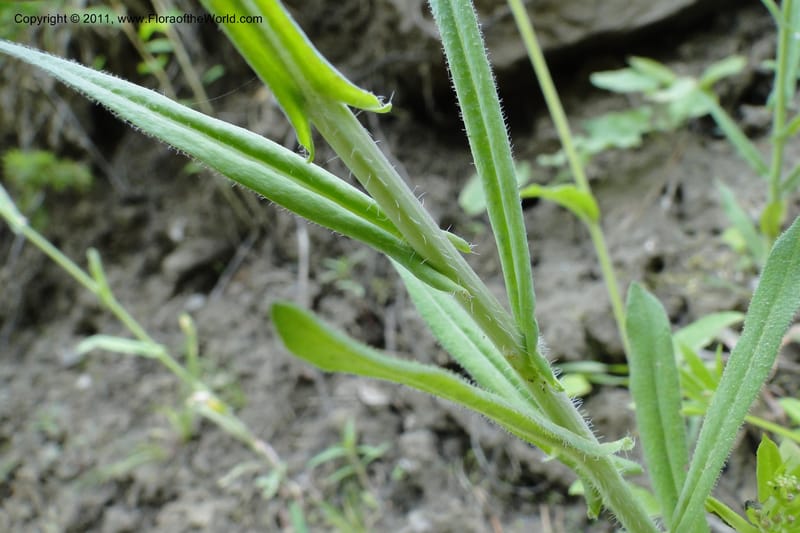 Boechera, Davidson, C 11889--Idaho. Adams Co. Fish Lake Rd. 10 July 2011. 163 (4).jpg