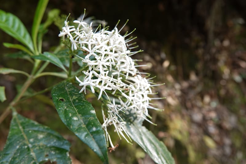 Pavetta polyantha, D. Boufford 44163--China. Yunnan. Bu Long Net. Res. on XK15. DSC03104 (196).JPG
