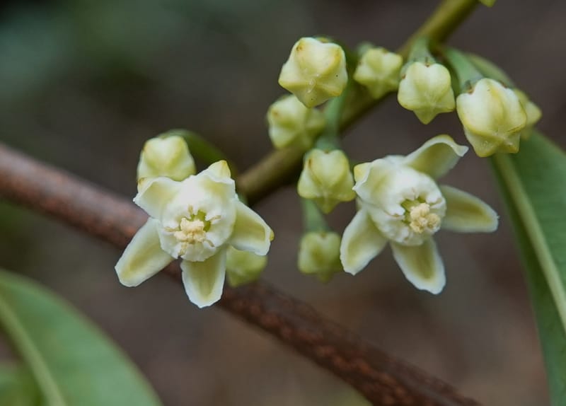 Erythroxylum sinense, D. Boufford 44093--China. Yunnan. Xia Jin Chang village. 29 Apr 2018. DSC00078 (24).JPG