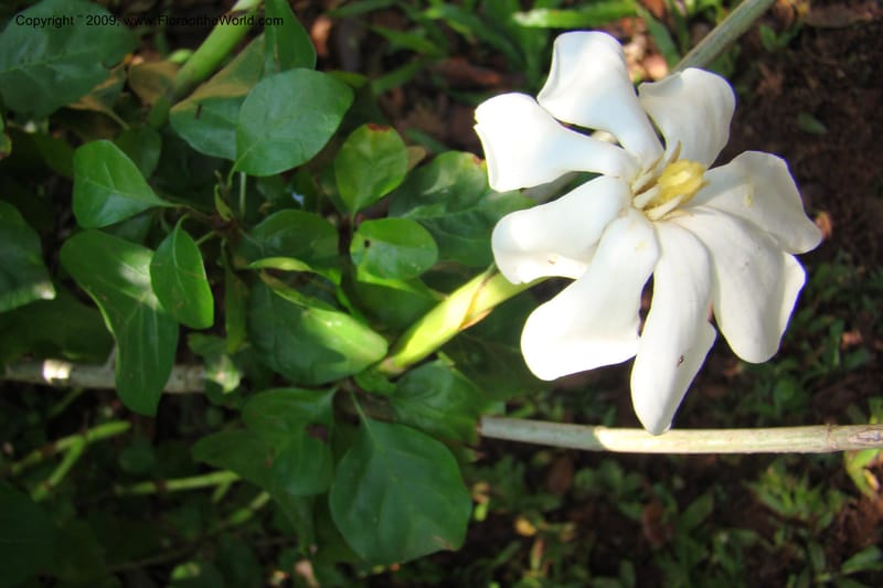 Gardenia thunbergii--South Africa. Durban Botanical Garden. 30 Jan 09. 009.jpg